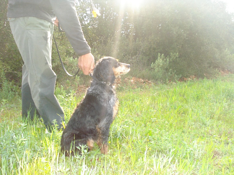 TESS