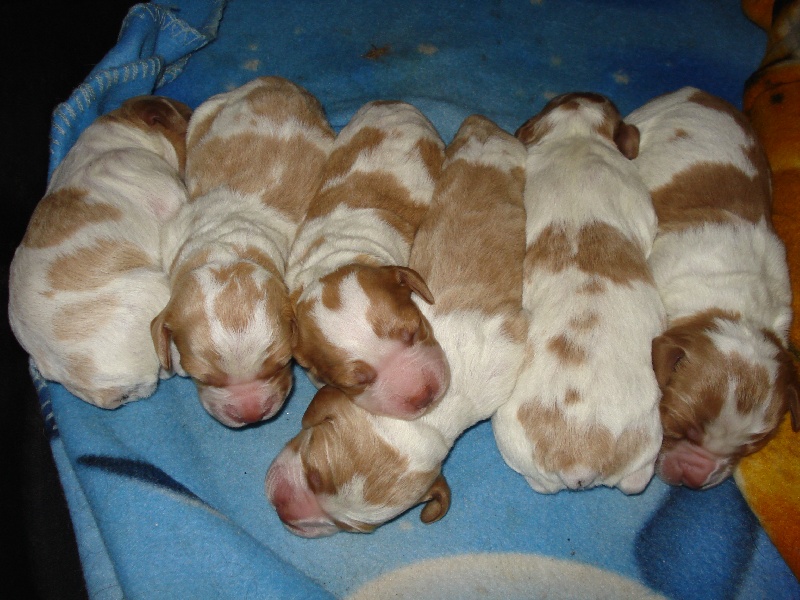 Bébés de bouba